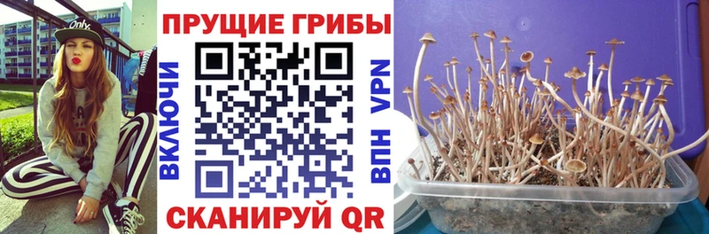 Псилоцибиновые грибы ЛСД  Купить  Грозный 
